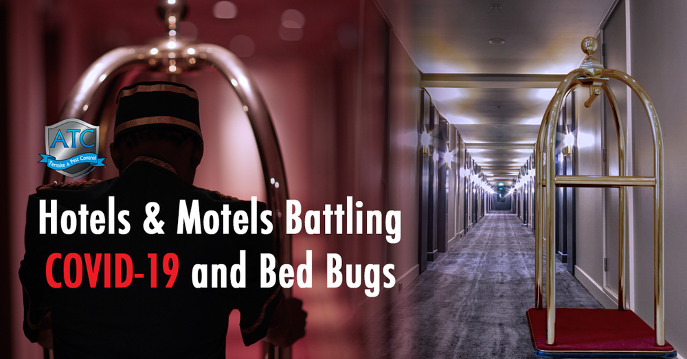 Motels battling bed bugs