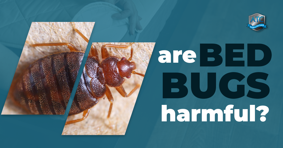 are bed bugs harmful