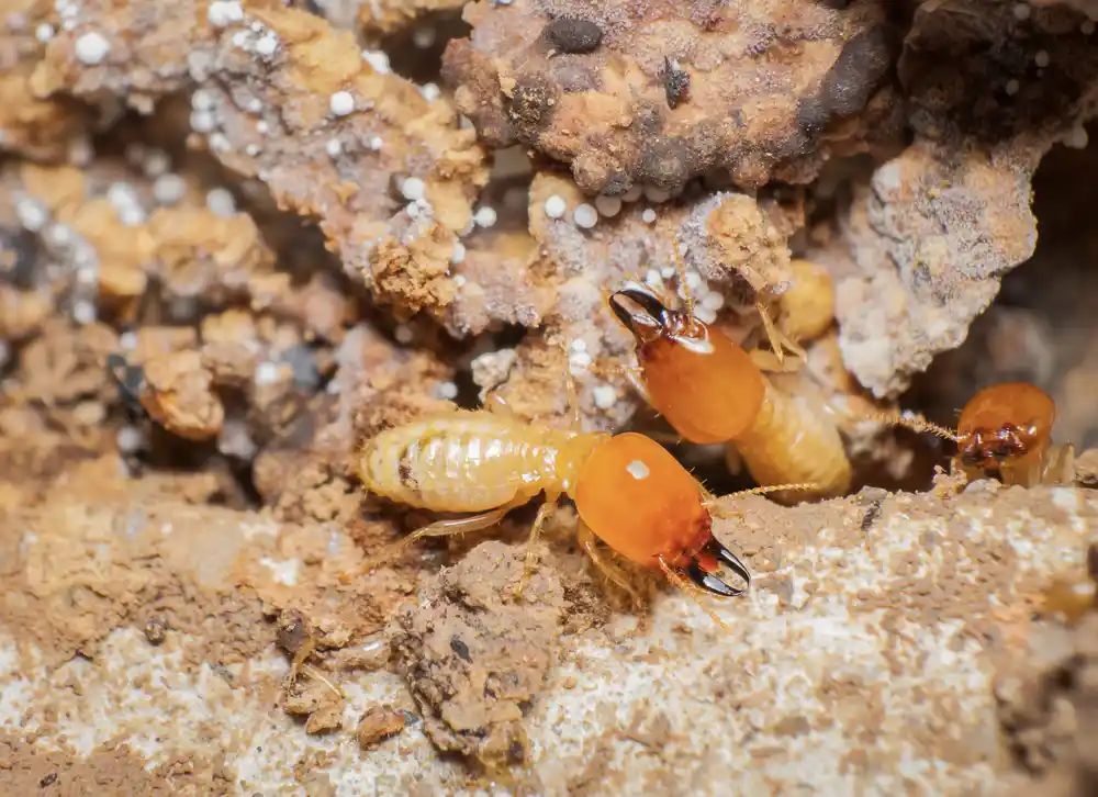 ATC Pest Control Is Pennsylvania & Maryland's Trusted Termite Experts