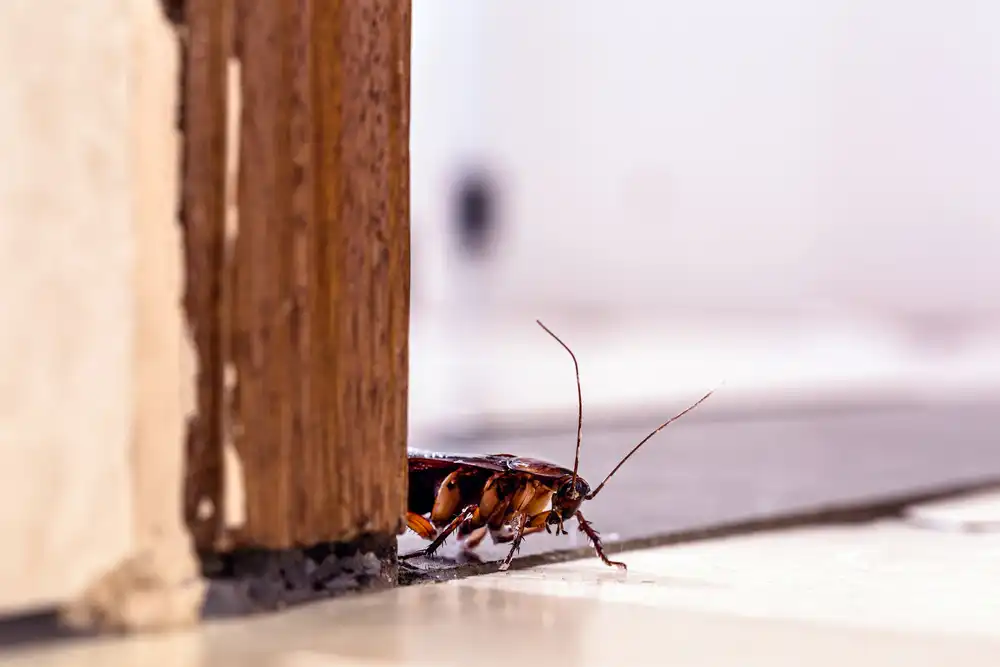Common Species Of Cockroaches Found In Baltimore