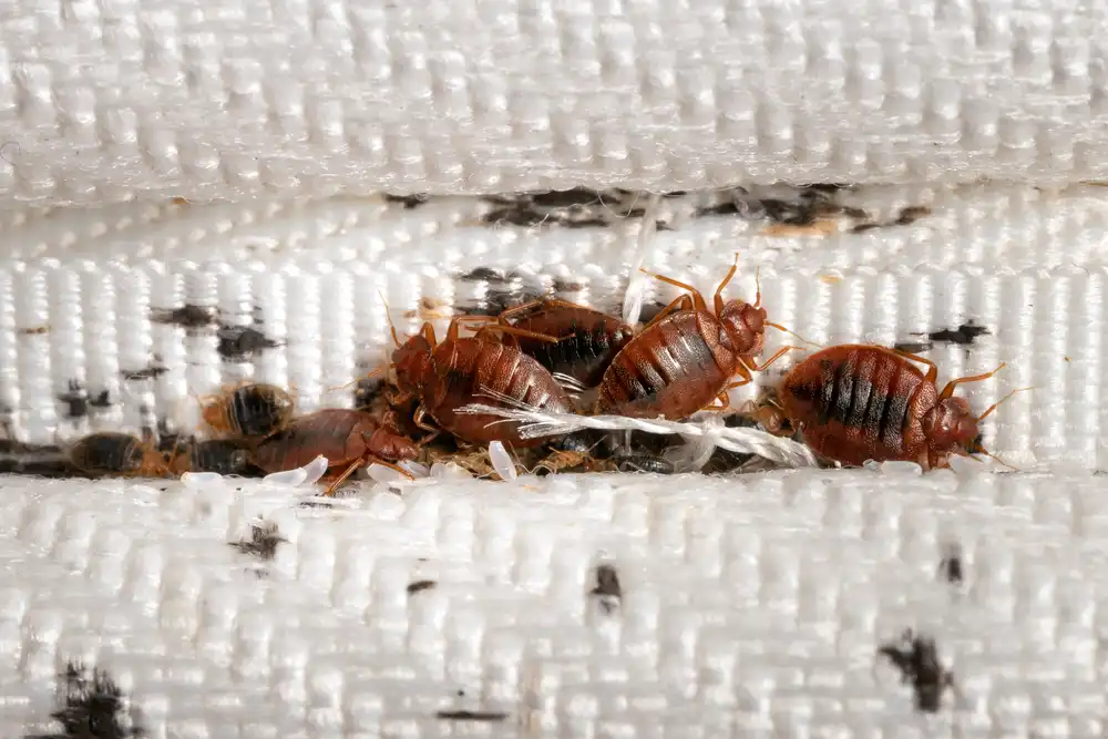 Examining Your Home: Where To Look For Bed Bugs