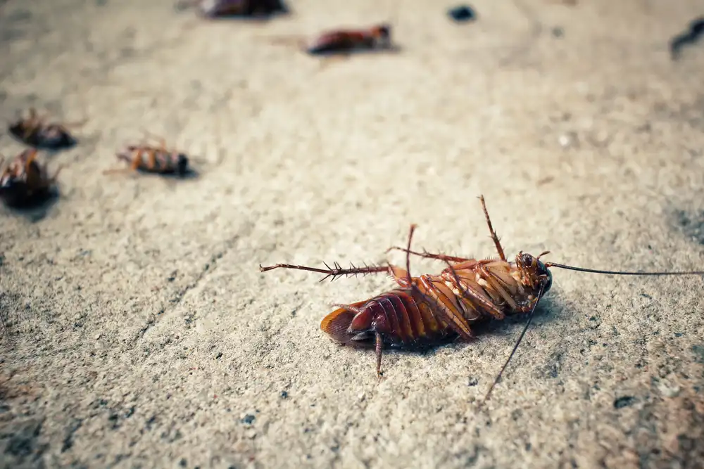 Physical Characteristics Of Roaches: How To Identify Them