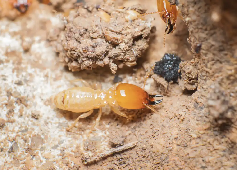 Termite Activity Can Be Hard To Identify