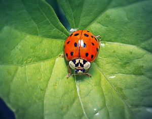 Asian Ladybeetle Insect
